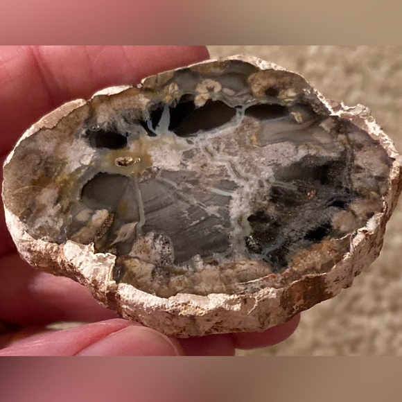 Petrified Wood Slice - Picture 9 of 10